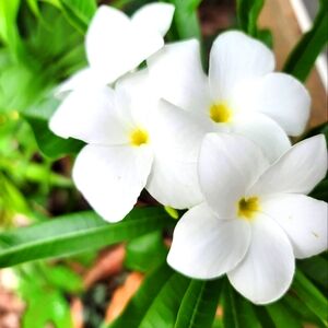 A Plumeria Bridal Bouquet cutting about a foot long with pot and tray.